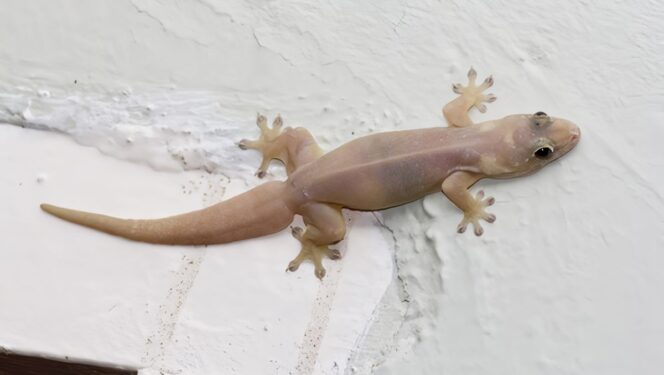 
					Tips Rumah Bebas Cicak dengan Aman dan Ramah Lingkungan