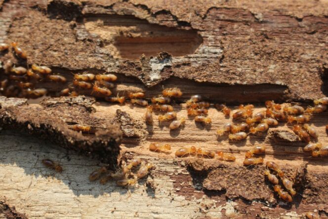 
					Tanda Rumah Diserang Rayap dan Langkah Cepat Penanggulangannya